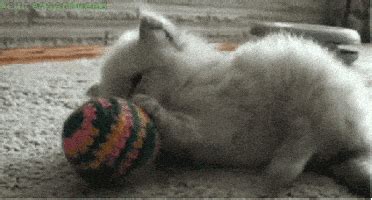 Cat Playing GIF - Find & Share on GIPHY