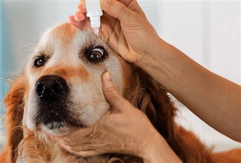 Can Dog Ulcers Be Cured