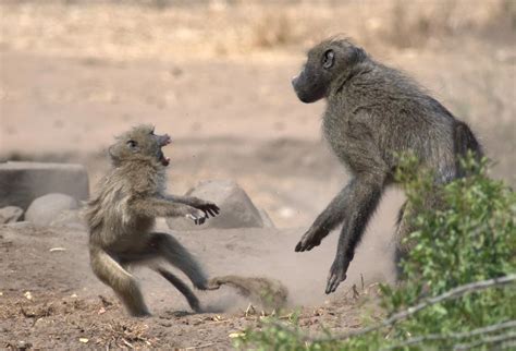 Baboons and their behavior | All you need to know - EcoTraining