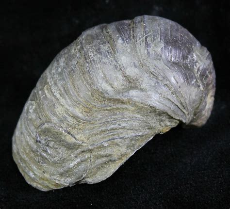 Gryphaea (Devil's Toenail) Fossil Oyster - Jurassic (#25984) For Sale ...