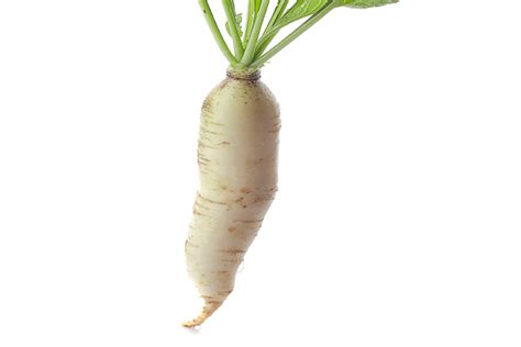 Is Daikon Radish Horseradish? - Is This That Food