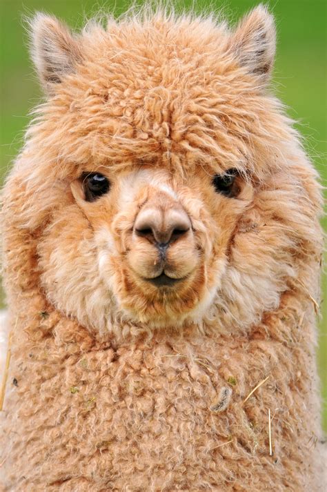 Alpaca Face