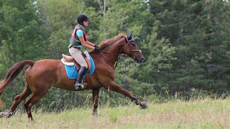 Perfecting the Hand Gallop | Gallop, Horse training tips, Big horses