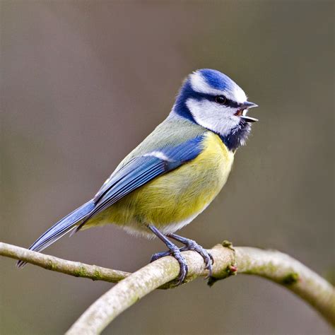 PETER'S PORTFOLIO..............Bird & Wildlife Photography: Blue Tit