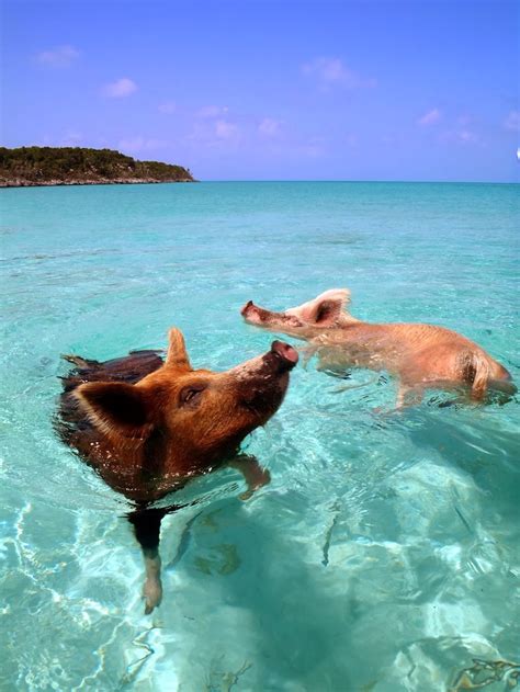 The Happy Pigs That Love to Swim in Crystal Clear Waters of the Bahamas