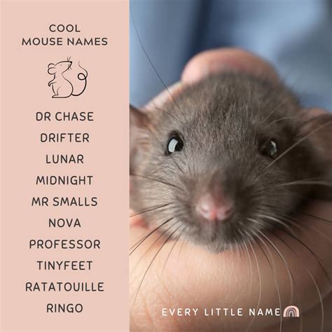 210+ Best Mouse Names (Cute, Clever, and Funny) - Every Little Name