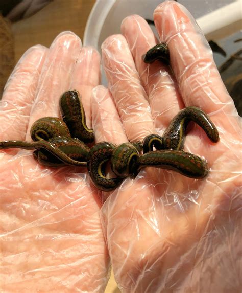 Medical Leeches for Sale: Buy Leech Therapy Hirudo Medicinalis Bloodsucking Leech