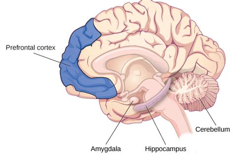 Parts of the Brain Involved with Memory | Introduction to Psychology