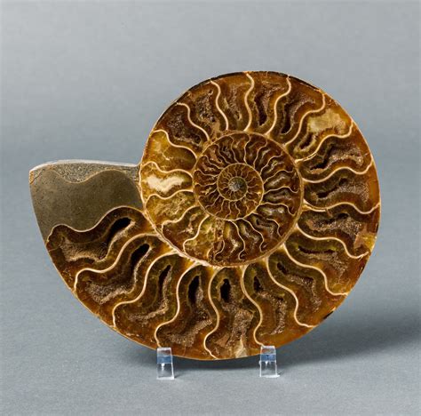 Ammonite Fossil for Sale - Madagascar – Fossil Realm