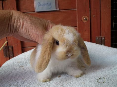 10 Baby Rabbits For Sale - Rabbits Life