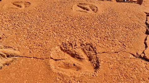 Where to find dinosaur footprints in Broome - best place