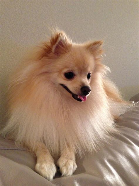 Pretending that Pomeranian is a service animal? New Texas law means you’ll get fined $1k | O-T ...