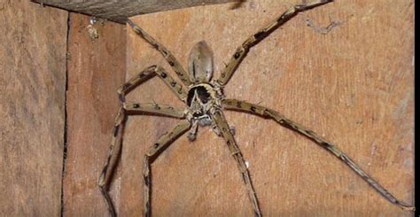 Michigan has 2 Poisonous Spiders, And One Really Scary 1