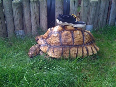 Giant sulcata tortoises for sale | Reptile Forums