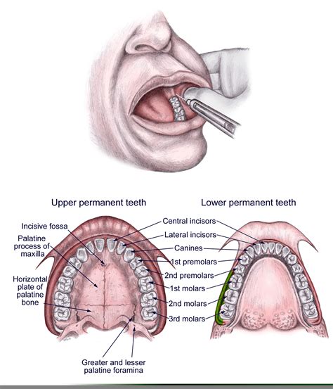 Buccal Nerve Block | Free Images at Clker.com - vector clip art online, royalty free & public domain