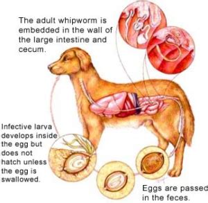 Whipworms (Trichuriasis) – Chastain Veterinary Medical Group