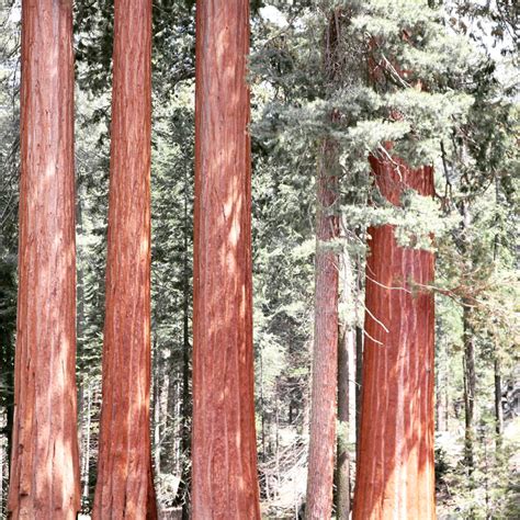 Sequoiadendron giganteum | Giant Sequoia / Giant Redwood - forest + field