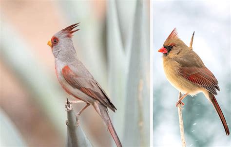 How to Identify Female Cardinal at Your Feeder