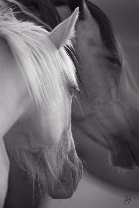 Fine Art Photographs of Wild Horses | Photography of Wild Horses ...