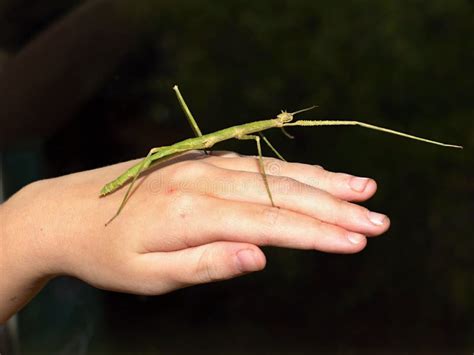 Indian phasmatodea stock image. Image of sticks, studio - 82360895