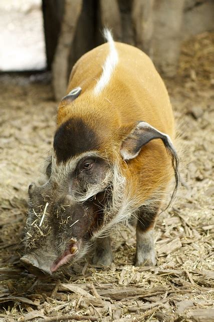 a small pig standing on top of dry grass