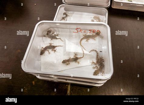 Sale of terrarium animals in plastic boxes on the market - Various ...