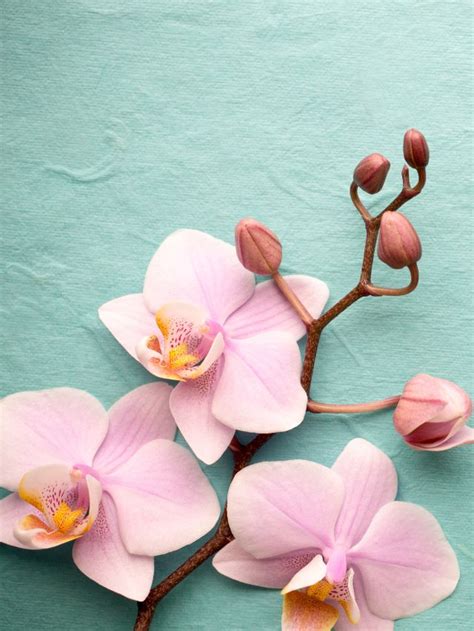 Flower Meaning and Symbolism of Orchids and Their Colors