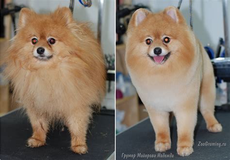 Pomeranian Bear Cut Before And After - Pets Lovers