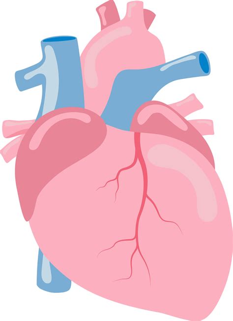 coeur humain organe interne anatomie png illustration design plat 8492543 PNG