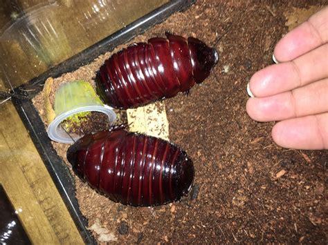 Baby rhino roaches! (AGAIN!) - Other Invertebrates - BeetleForum.Net