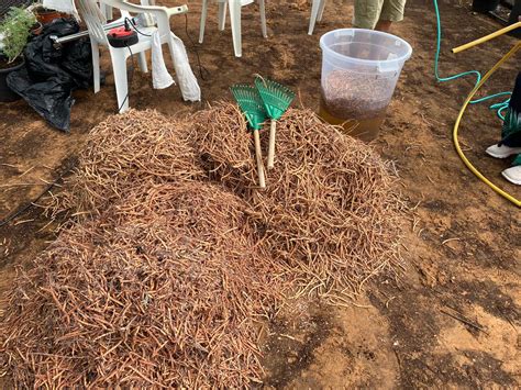 Give A Ghaf: Seed Harvesting As A True Act Of Faith