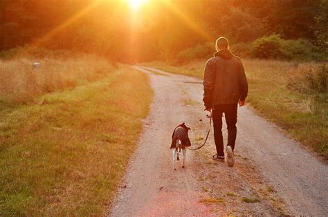 Dog Walking at Sunset | Up Front Obedience School and Dog Center | New Jersey