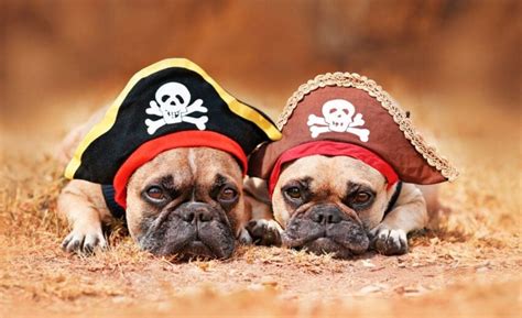 300 Pirate Dog Names for Your Pooch! Yaaaar, Mutt Matey!