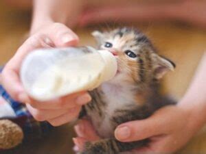 Homemade Kitten Milk Replacer Recipe: Feline-approved Feeding