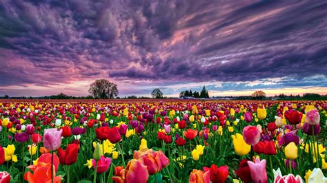 Flower flowerrs nature landscape wallpaper | 2560x1440 | 682730 ...