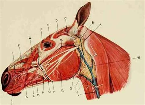 Anatomy Of Horse s Head 30042 | Horse anatomy, Large animal vet, Horses