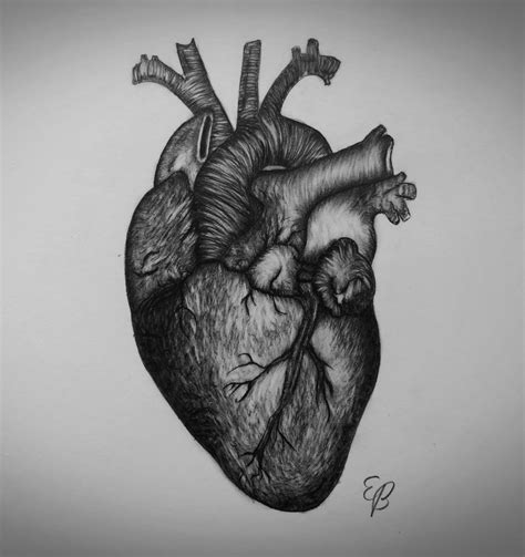 Realistic Heart Drawing at PaintingValley.com | Explore collection of Realistic Heart Drawing