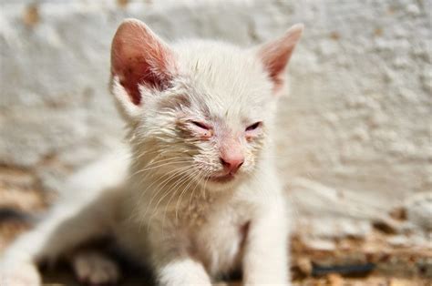 Conjunctivitis in Cats: Symptoms, Causes, Treatment and Home Remedies