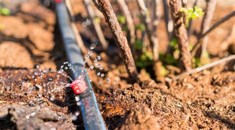 How to Install a DIY Drip Irrigation System in 9 Easy Steps