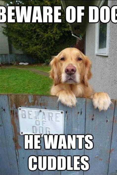 Beware of Dog! He wants to cuddle. | Dog memes, Funny animal pictures, Cute dogs