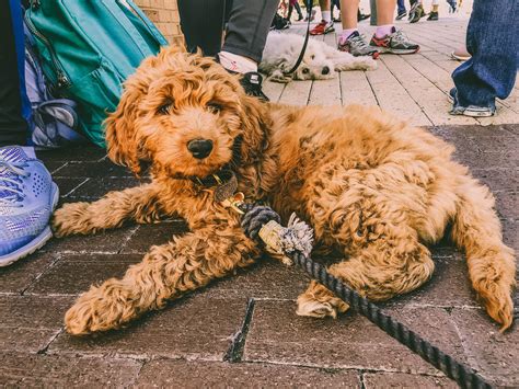 Mini Red Goldendoodle Puppy | Fluffy Dogs