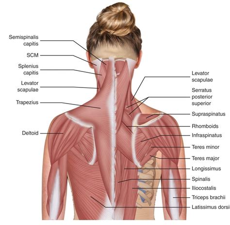 The Neck Muscles May Be Divided Into Four Major Structural Groups 1 ...