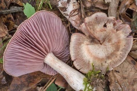 a close up of a mushroom on the ground