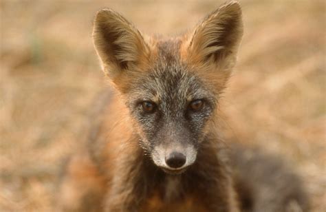 Ghost the Cross Fox Wildlife Photo by Timothy Treadwell - Etsy