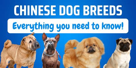 Chinese Dog Breeds: 10 Charming Breeds That You’ll Love