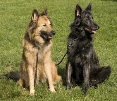 Dutch Shepherd Dog Breed Information and Pictures