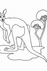 Kangaroos coloring Pages  Download Print And Color Online sketch template