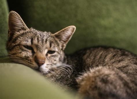 Lethargic Cats: Causes and What to Do | PetMD