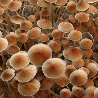 Guide To Buy Mushroom Spores Online - Theatre Group