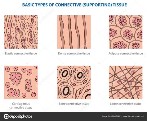 Osseous Connective Tissue Labeled